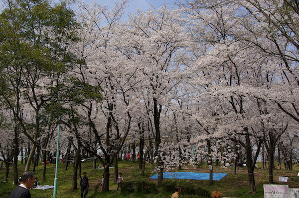 hana1 (102).jpg
